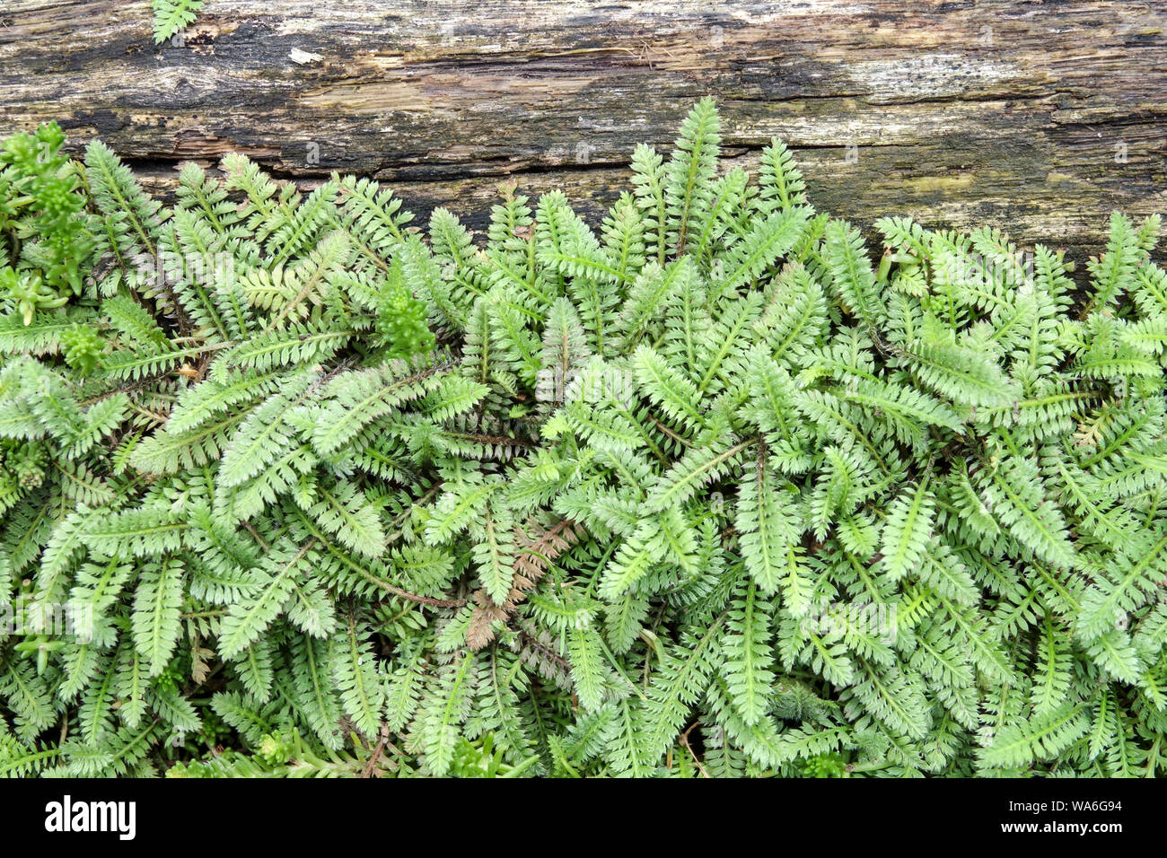 Cotula squalida New Zealand Brass Buttons Stock Photo