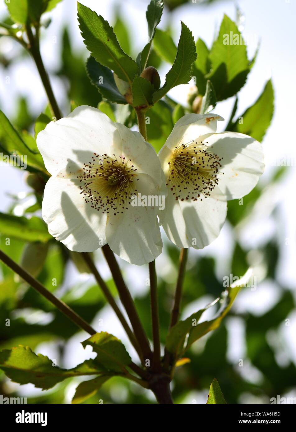 Two blooms of Nyman's Eucryphia backlit.. Stock Photo