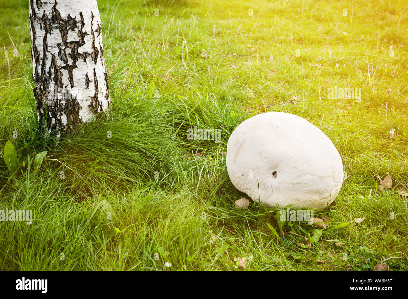 Giant white puffball mushroom on park Stock Photo