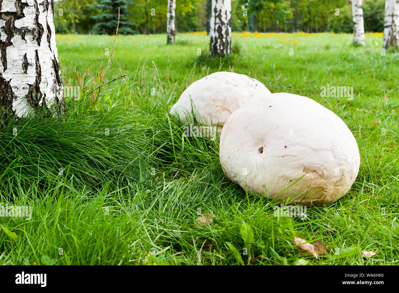 Giant puffball mushroom on the grass in park Stock Photo