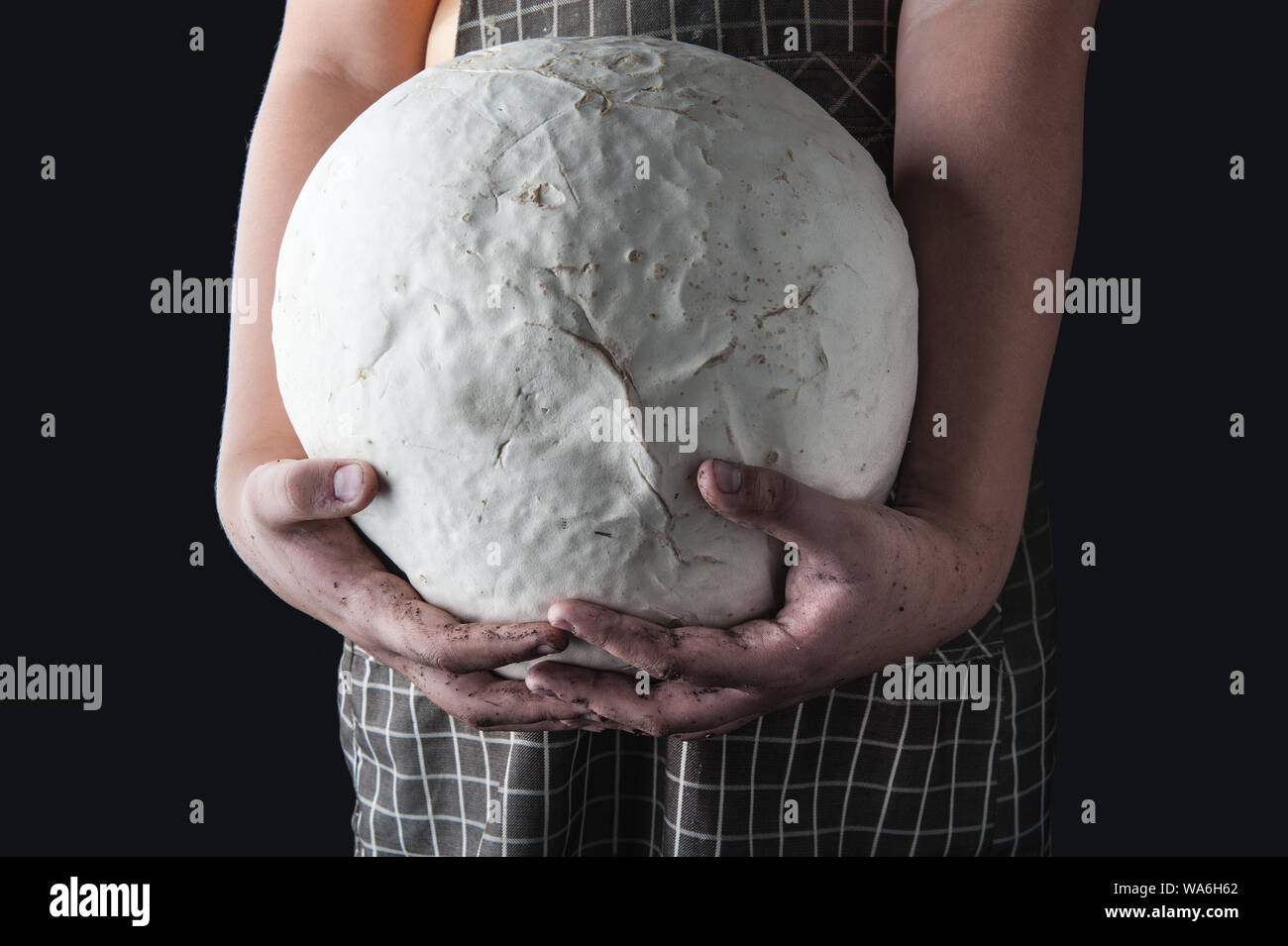 Giant white puffball mushroom on the hand farmer Stock Photo