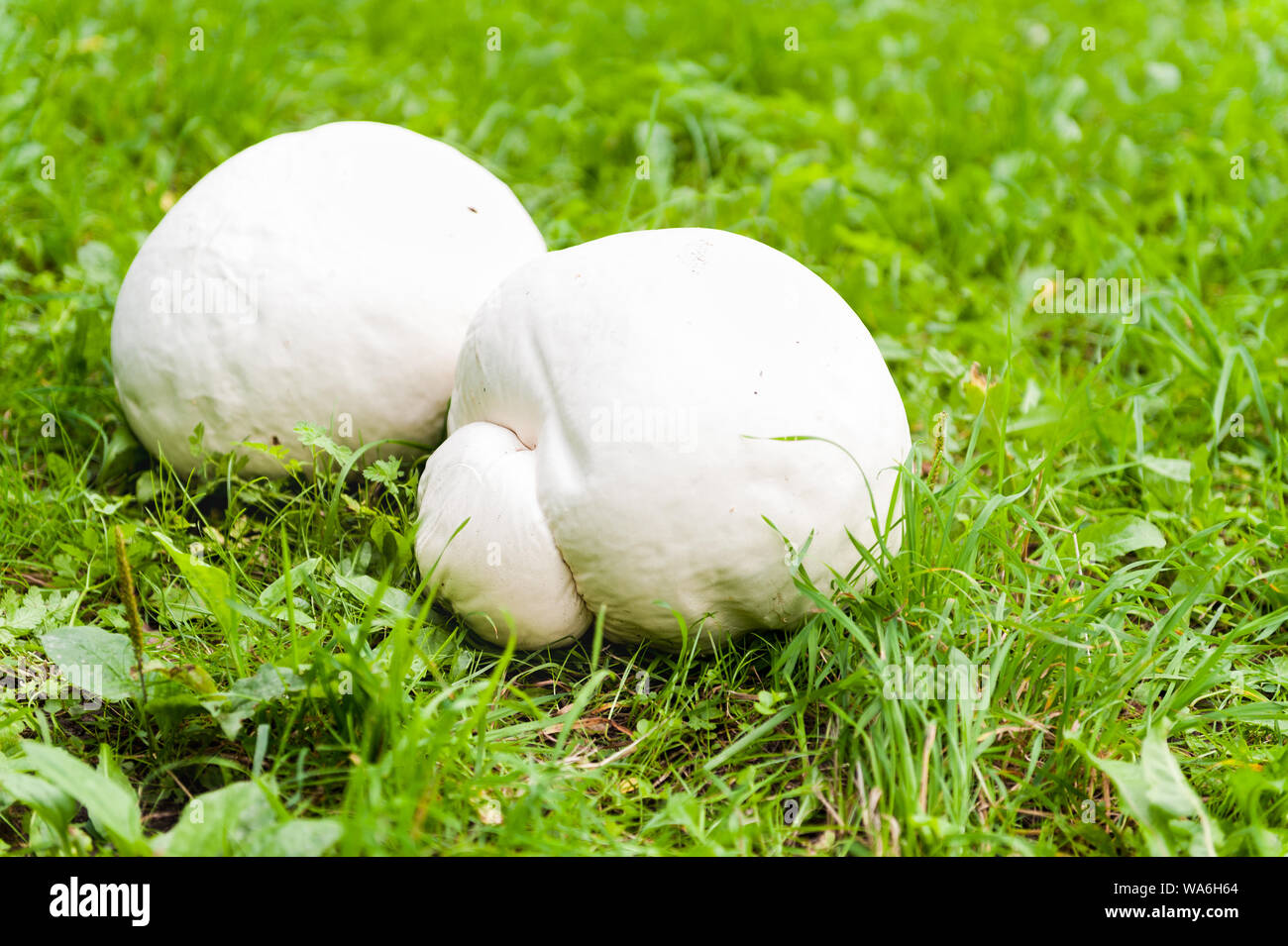 Giant white puffball mushroom on grass Stock Photo