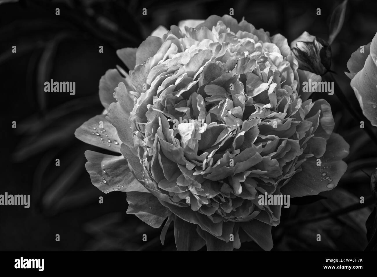 Peony (lat. Paeónia) - genus of herbaceous perennials. The only genus of the family peony (Paeoniaceae). garden flowers Stock Photo