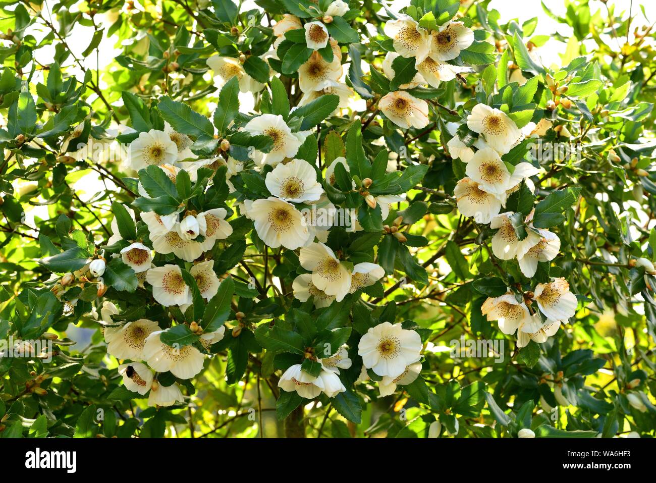 A cluster of blooms of Nyman's Eucryphia. Stock Photo