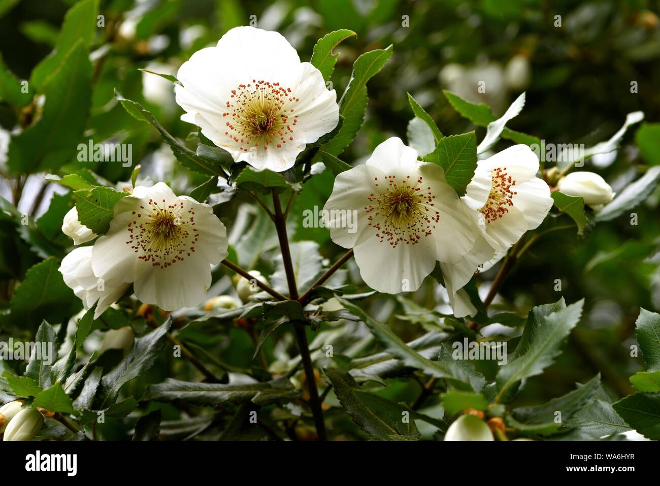 A cluster of blooms of Nyman's Eucryphia. Stock Photo