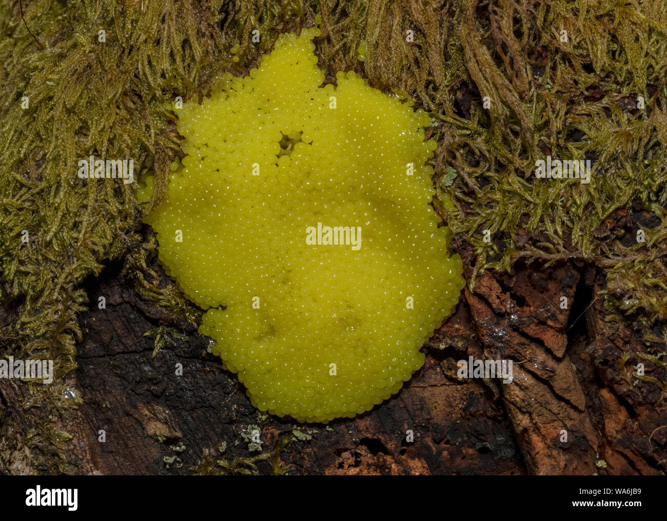 A slime mould, "salmon eggs", Trichia decipiens, on old wood in spring