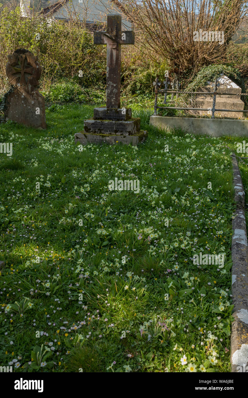 Old graveyard at Luccombe or Luckham, with spring flowers, mainly Primroses;  West Somerset. Stock Photo