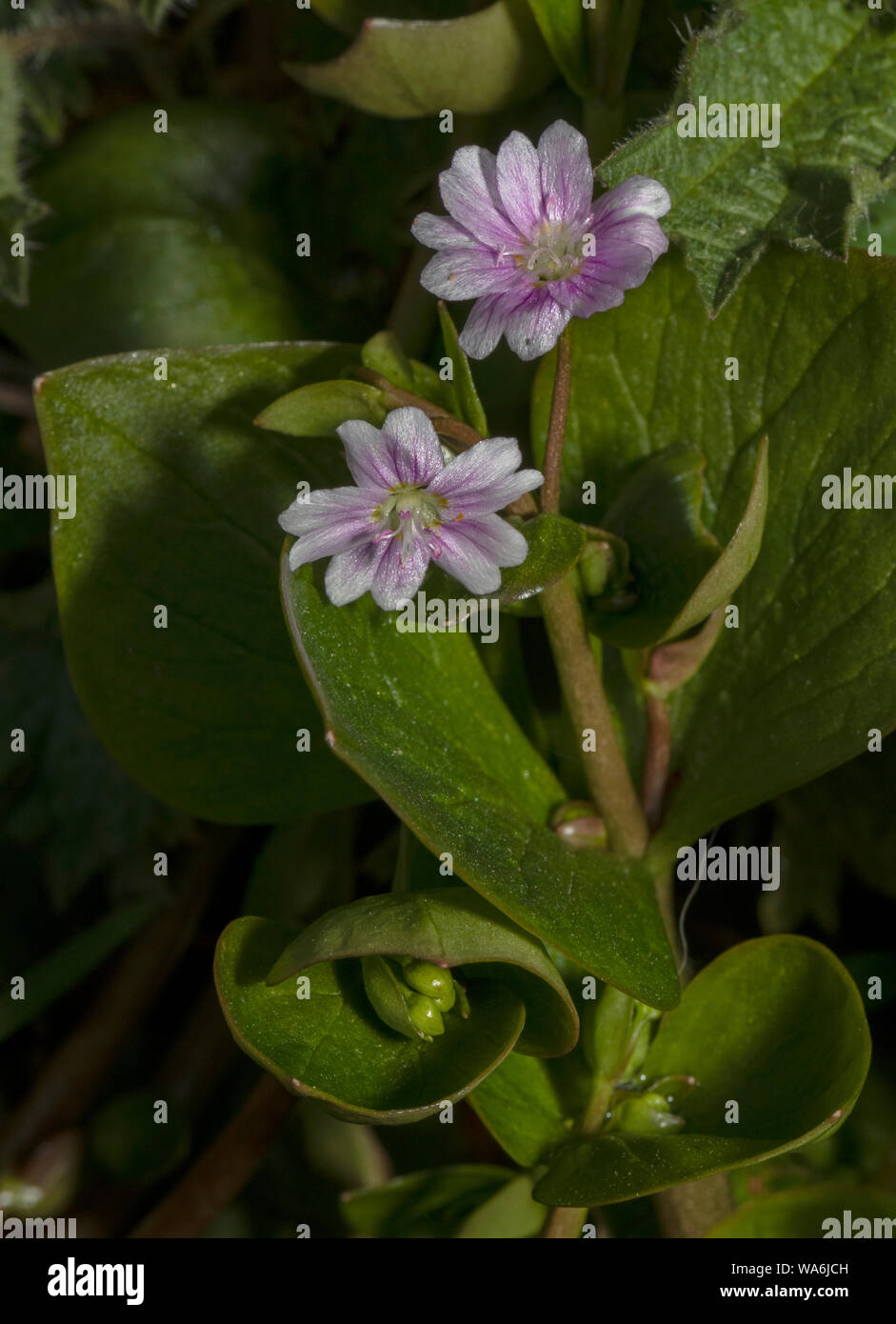 Siberian spring beauty or pink purslane, Claytonia sibirica, in flower; naturalised in Somerset. Stock Photo
