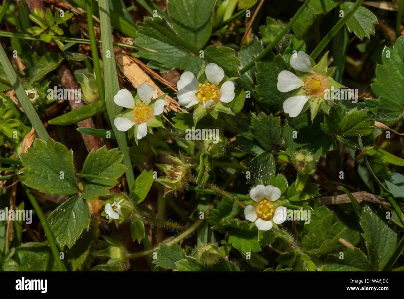 barren strawberry, Potentilla sterilis, in flower in woodland, spring; on Exmoor. Stock Photo
