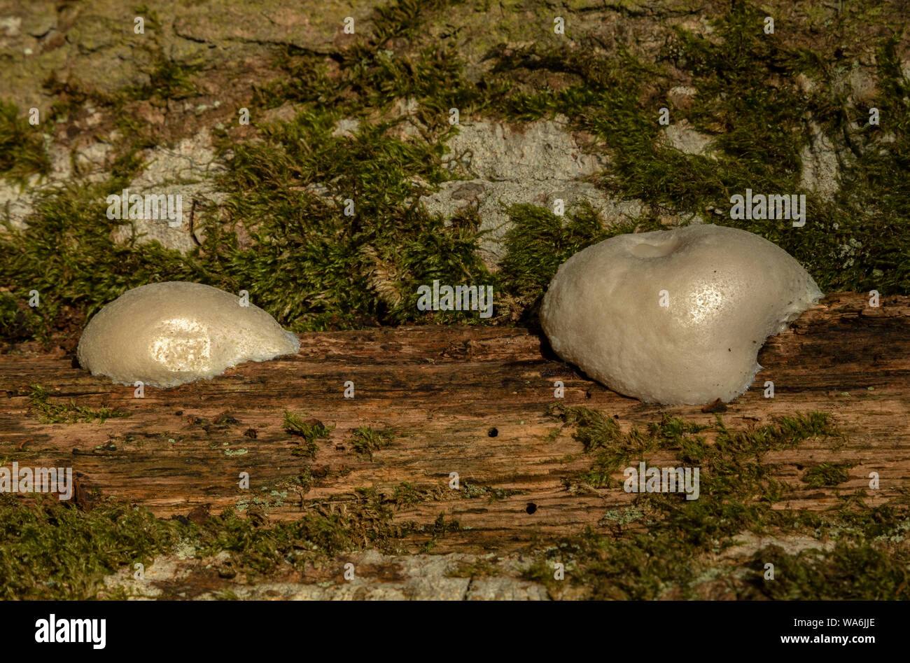 False Puffball, Reticularia lycoperdon, growing on old wood in spring, Exmoor. Stock Photo