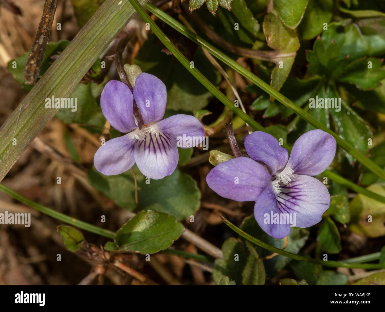 Heath dog-violet, Viola canina, in flower in upland grassland, Exmoor. Stock Photo