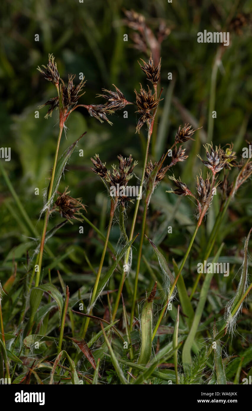 Common woodrush, Luzula multiflora, in flower in spring in heathy grassland. Stock Photo
