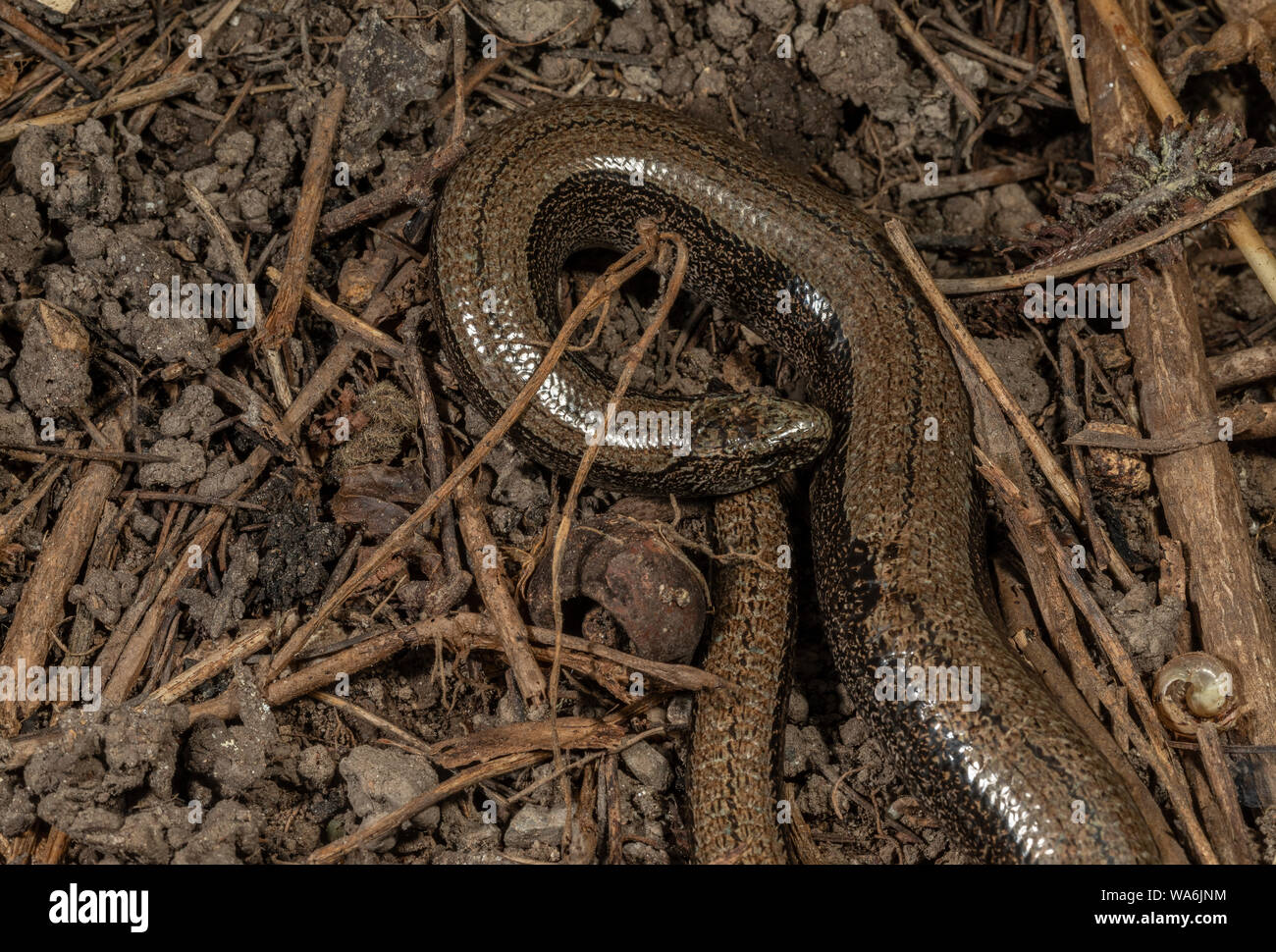 Common slowworm, Anguis fragilis, in wildlife garden, Dorset Stock ...
