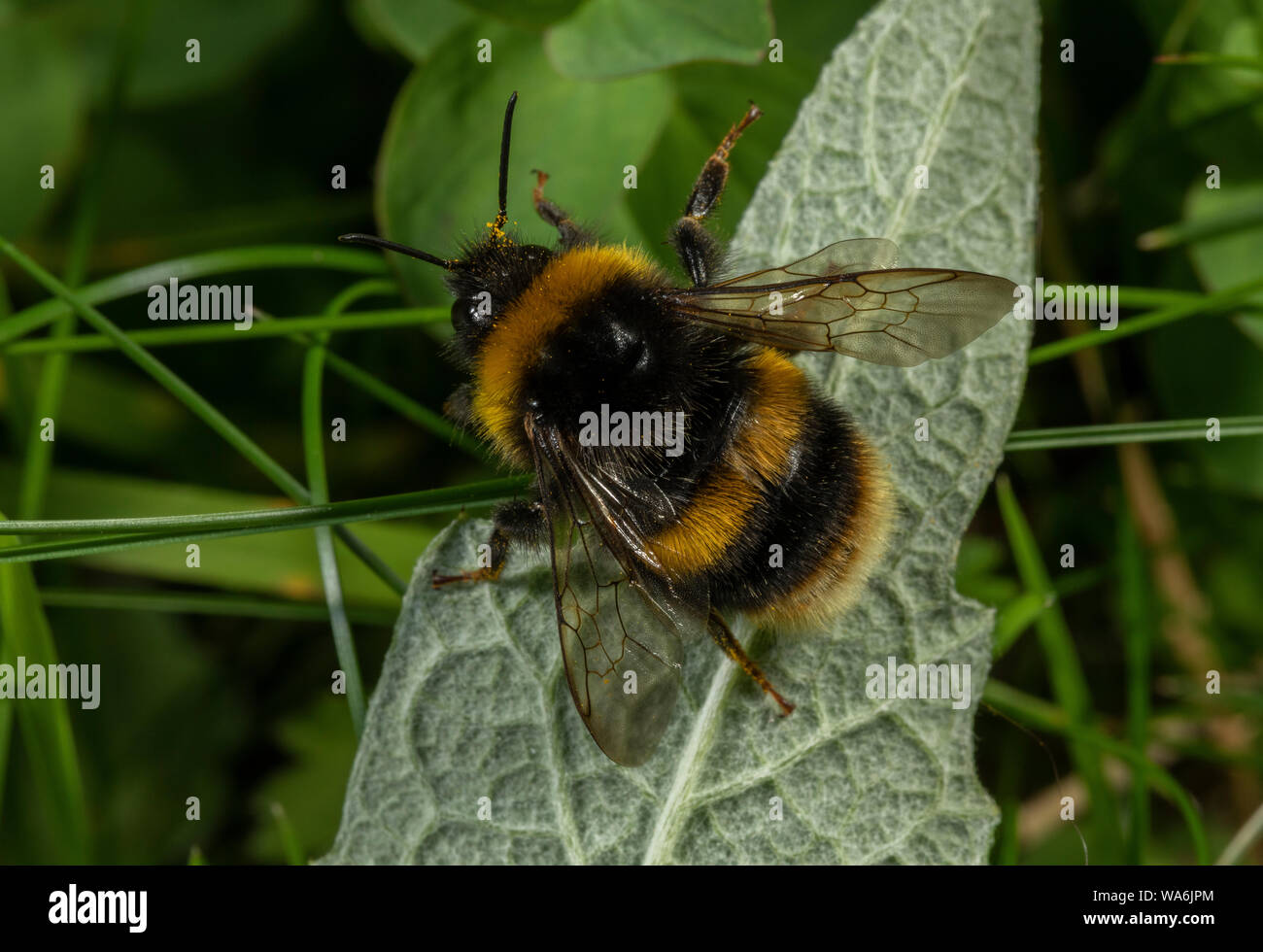Queen Buff-tailed Bumblebee, Bombus terrestris, in spring. Dorset. Stock Photo