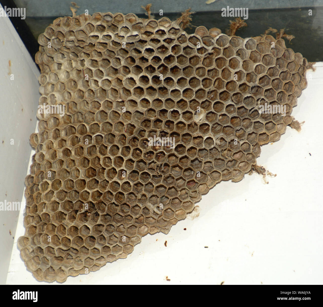 Big Empty Wasp Nest Or Hornets Nest Built On A Conservatory Abandoned Wasps Nest Stock Photo Alamy
