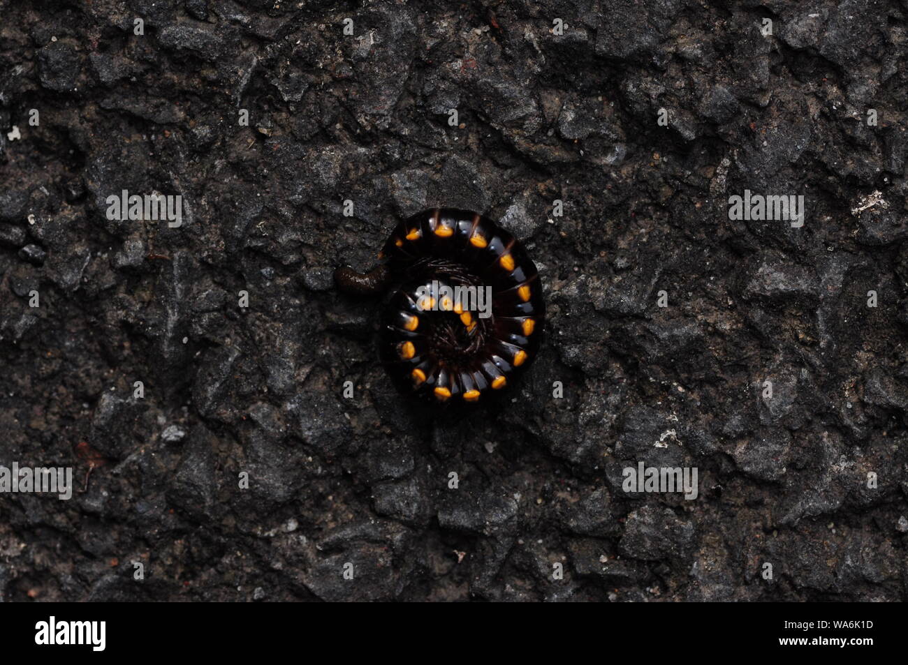 Millipede in coiled position on the ground Stock Photo