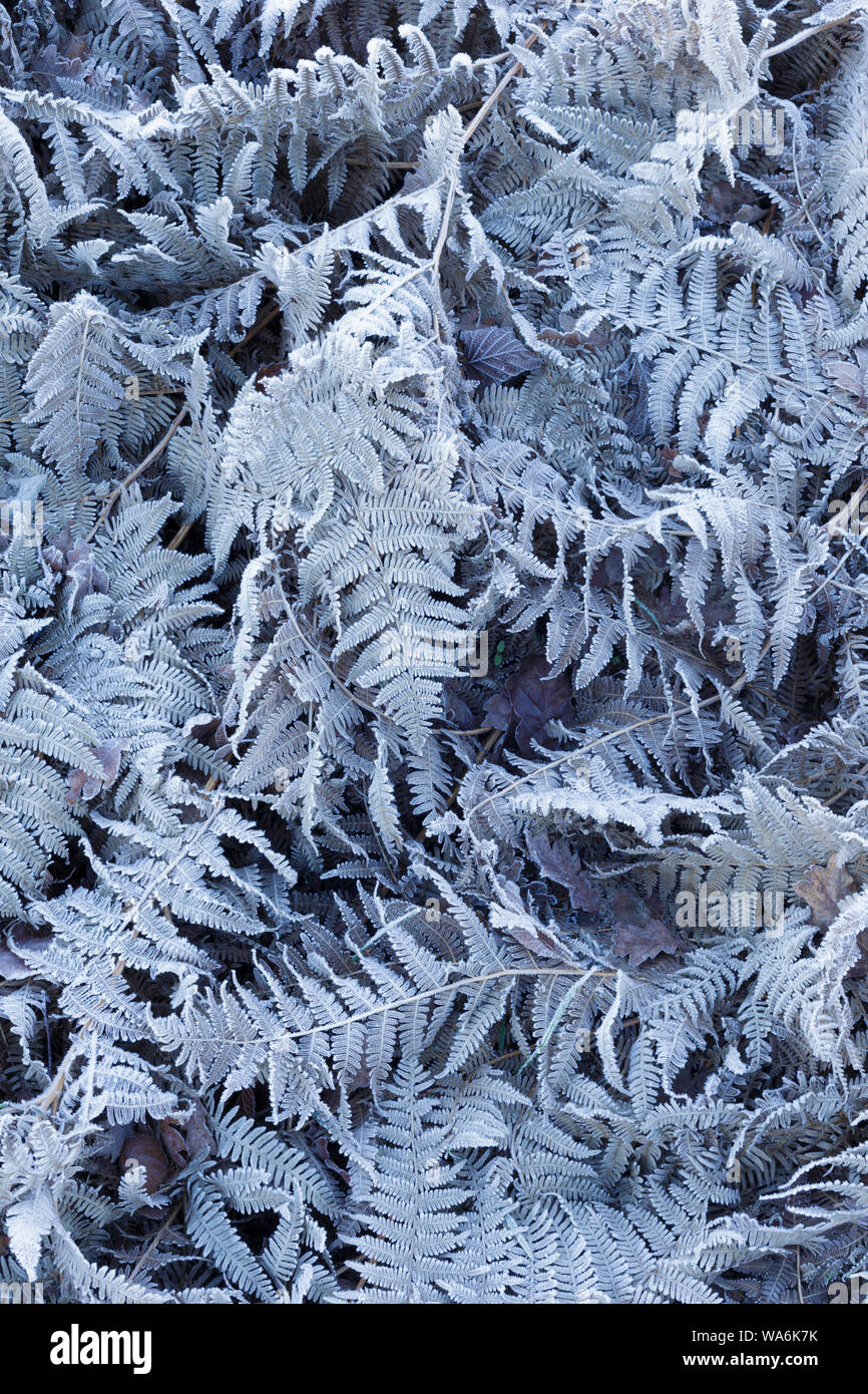 Frosted Bracken leaves, Golden Acre Park, Leeds, England, January Stock