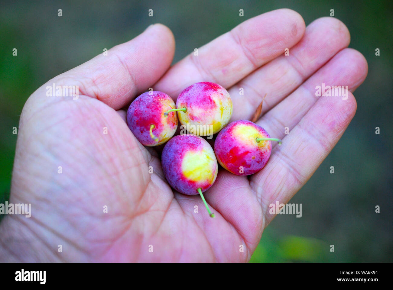 ripe organic plums Stock Photo Alamy