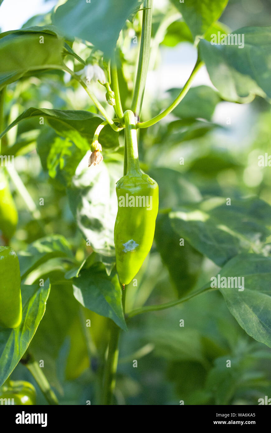 Paprika plantation hires stock photography and images Alamy