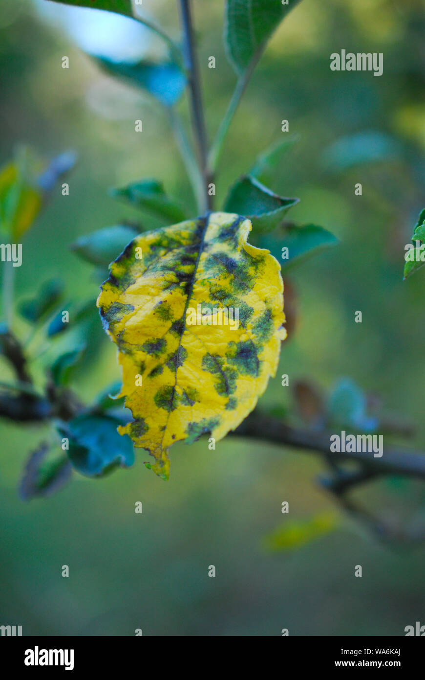 decease on an apple leaf in august Stock Photo