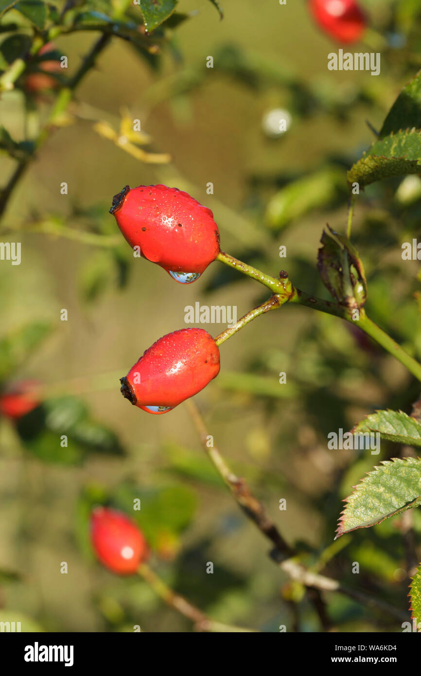 Dog rose rosehips hi-res stock photography and images - Page 3 - Alamy