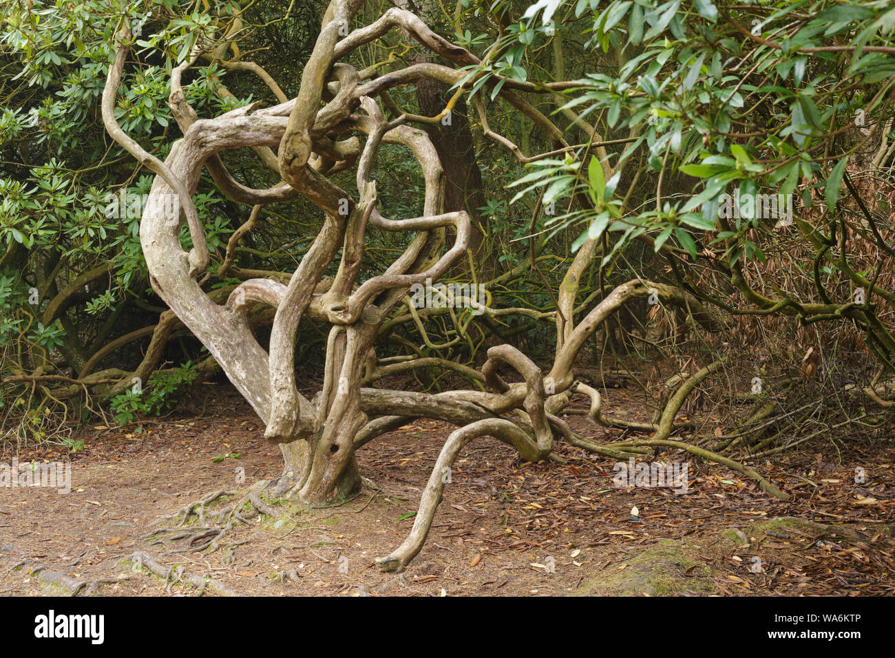 Twisted branches of dead tree,St Ives Estate, Bingley, West Yorkshire