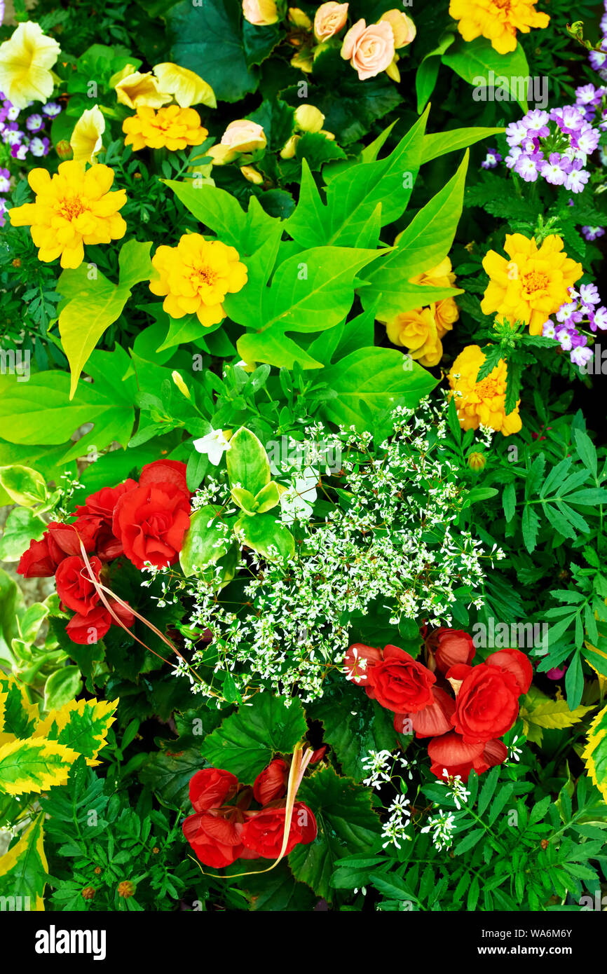 Decoratively arranged red and yellow begonia flowers in a flowerbed Stock Photo