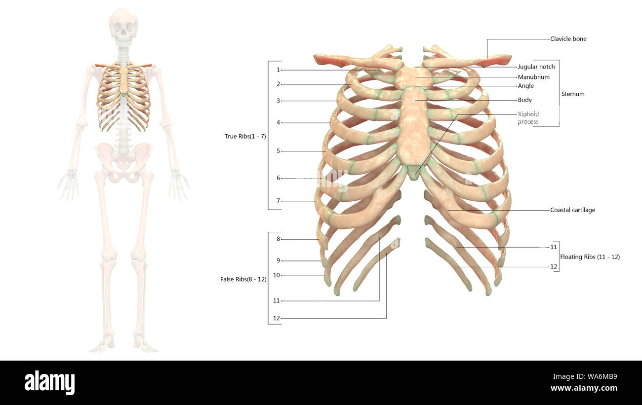 Human Skeleton System Rib Cage Anatomy Anterior View Stock Photo Alamy