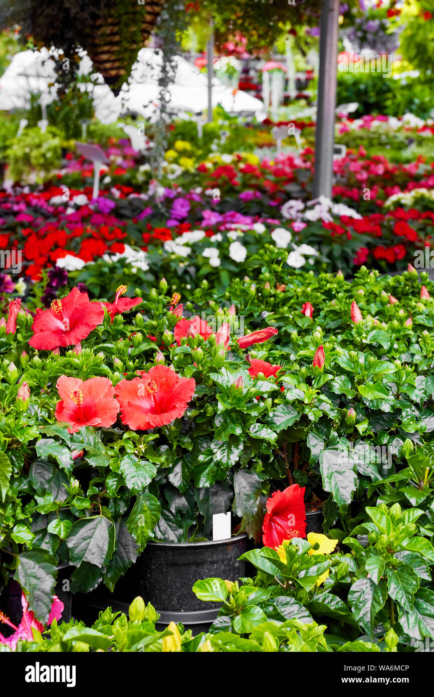 Red hisbiscus flowers for sale in an outdoor flower market Stock Photo