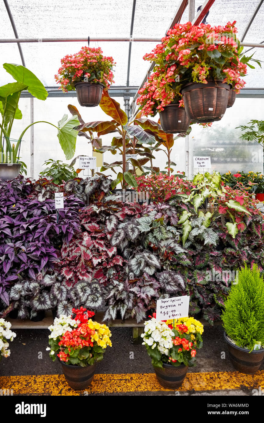 Colorful flowers and plants in a greenhouse. Strobilanthes, begonias and caladium. Stock Photo