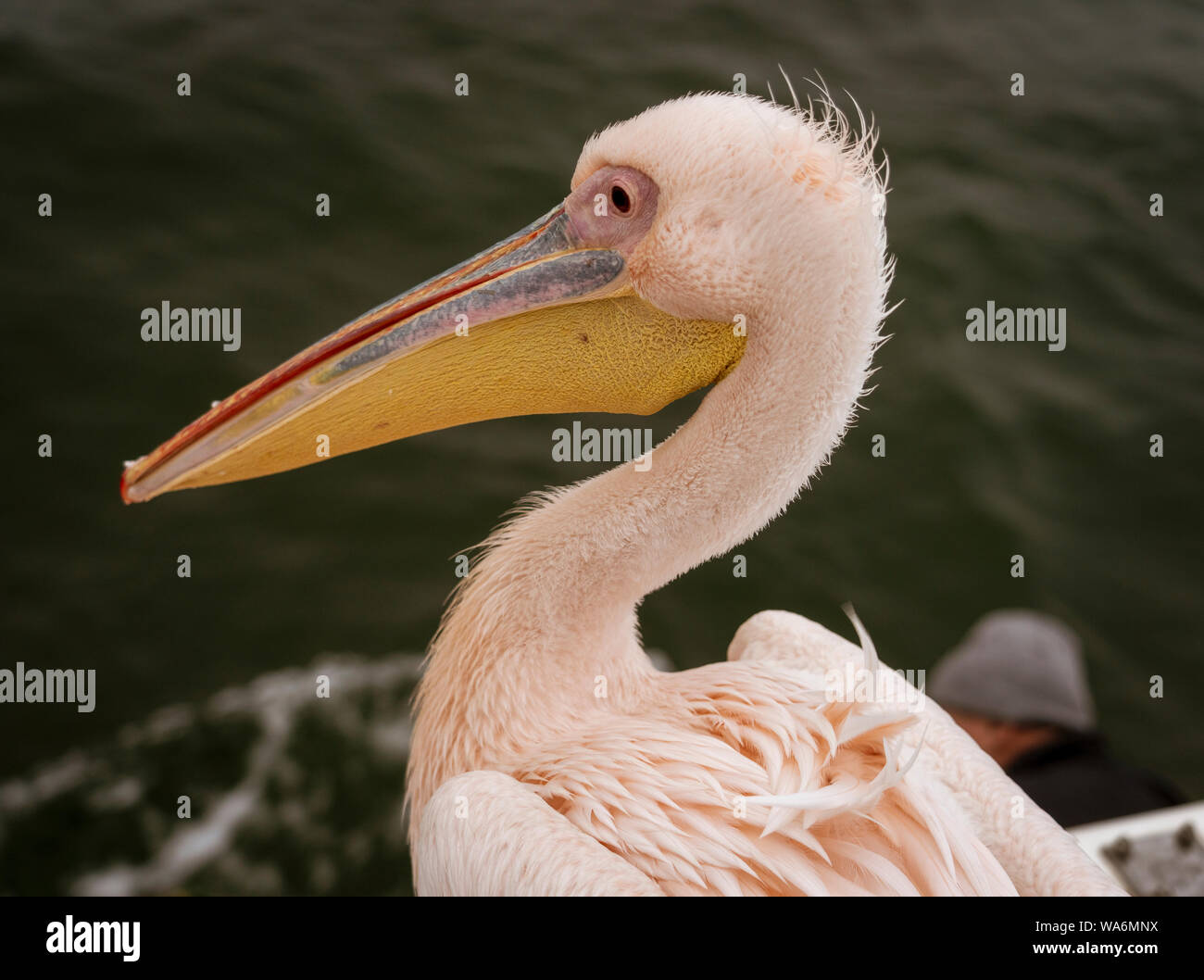 Profile of a Great White Pelican in Namibia Stock Photo Alamy
