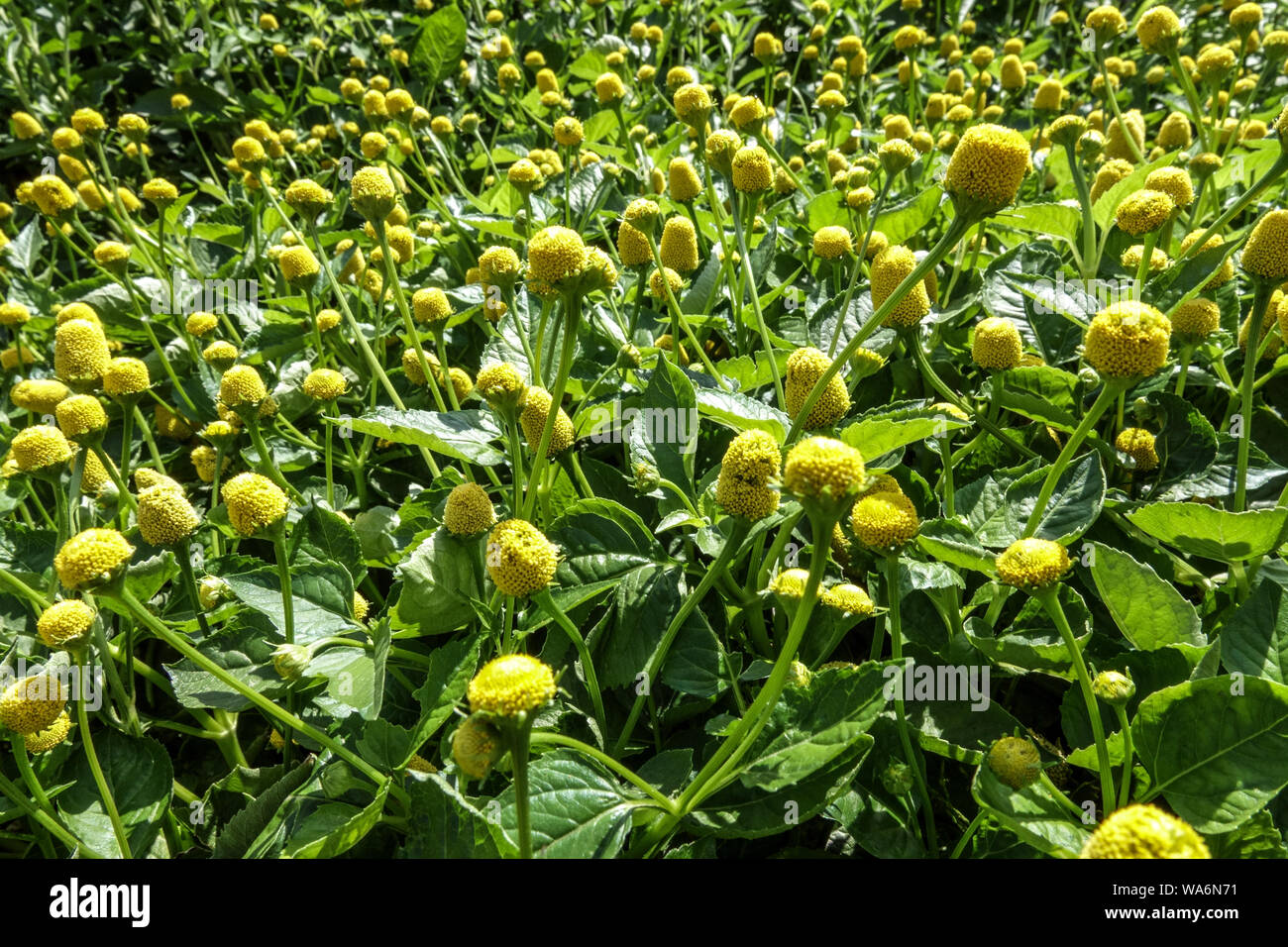 Toothache Plant Spilanthes Acmella oleracea 'Lemon Drops' Stock Photo