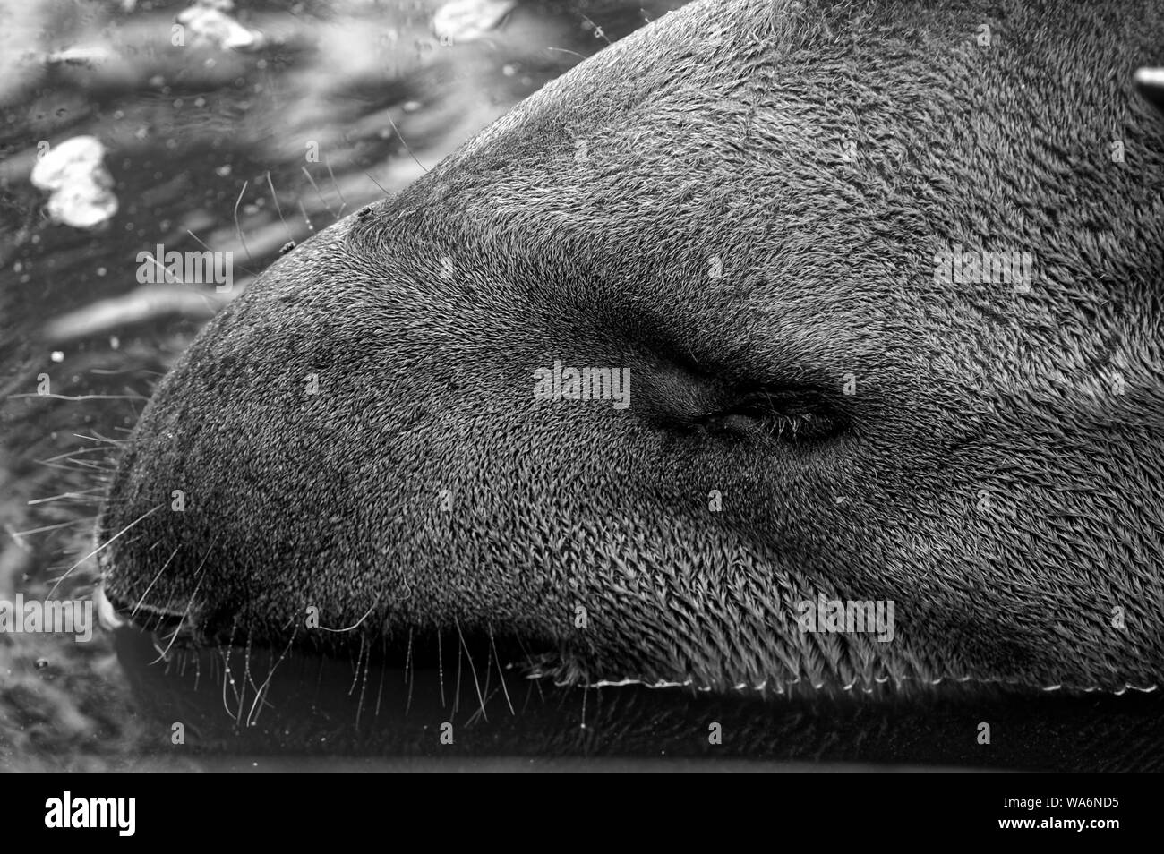 Tapir Picture Stock Photos Tapir Picture Stock Images Alamy - 