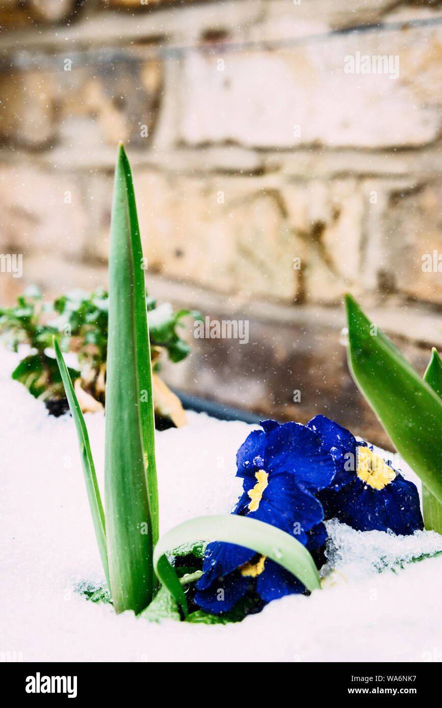 Spring crocus in the snow, climate change concept. Stock Photo