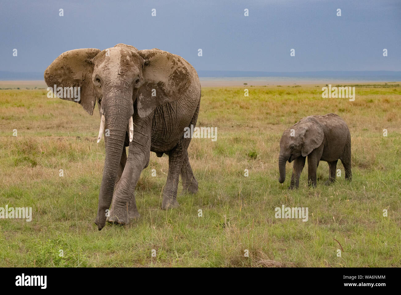 Mother elephant leading its young in short grass Stock Photo