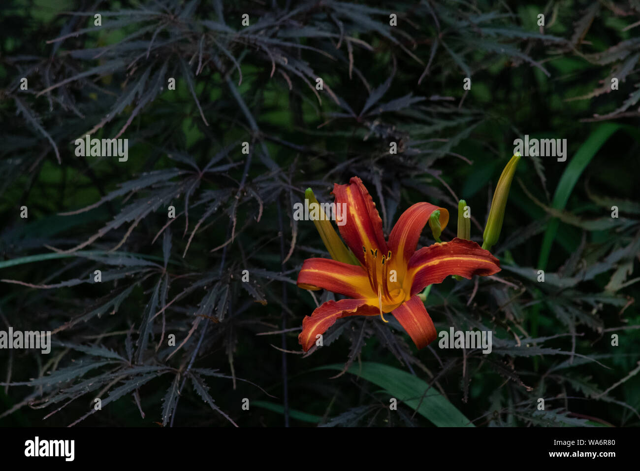 orange iris stands out in the bush - flower composition Stock Photo