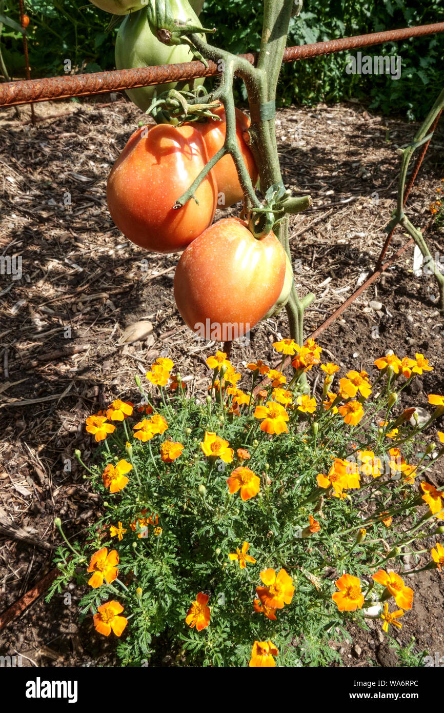 Signet Marigold and Tomato plant Tagetes tenuifolia Stock Photo