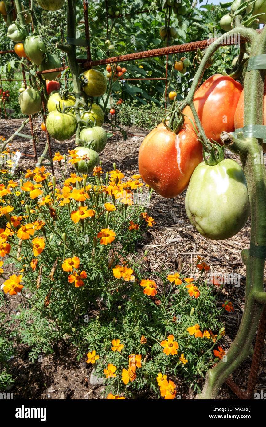 Signet Marigold, Tagetes tenuifolia tomato Stock Photo