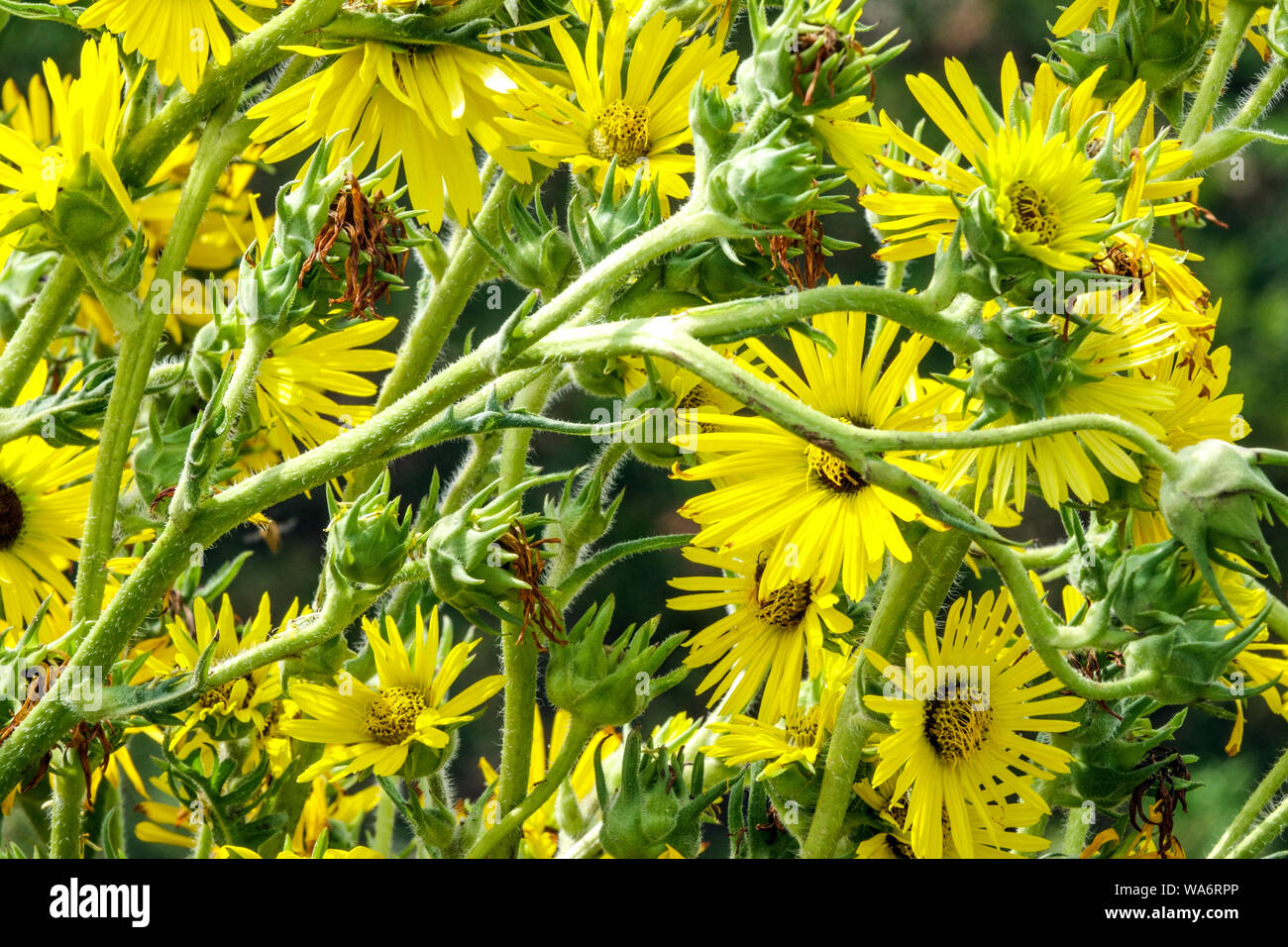 Compass Plant Silphium laciniatum garden yellow flowers perennial plant American native Stock Photo