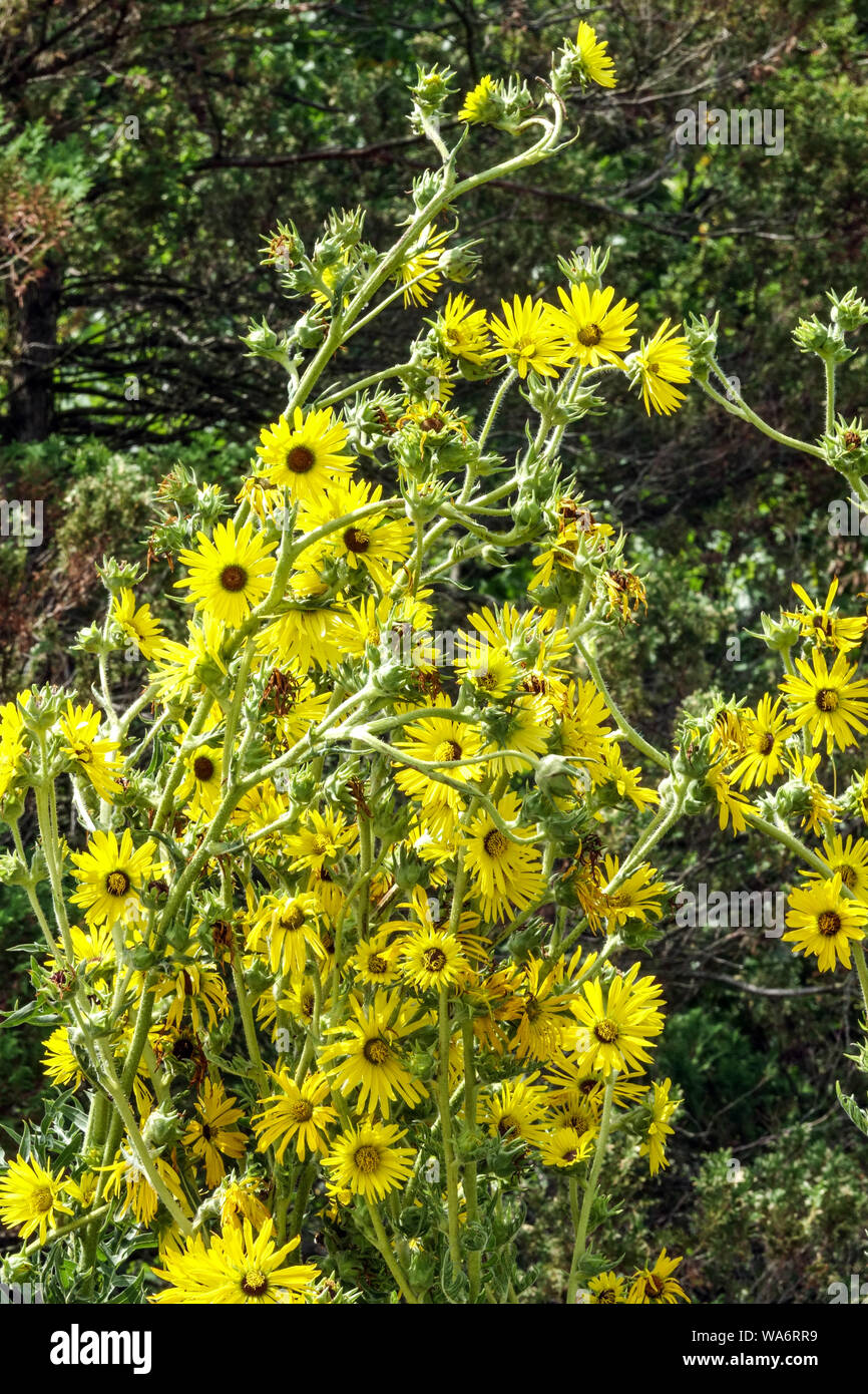 Compass Plant Silphium laciniatum high tall plants garden Stock Photo