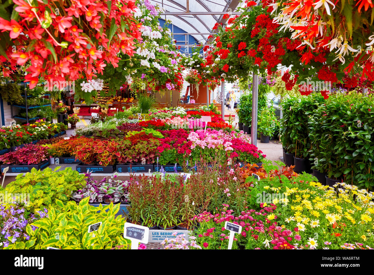Colorful flowers in a flower shop at Atwater market in Montreal, Quebec