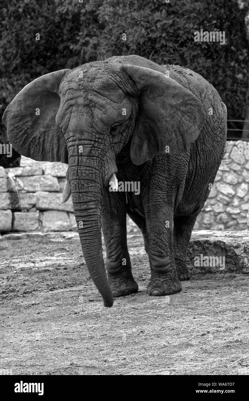 Photo African elephant Stock Photo Alamy