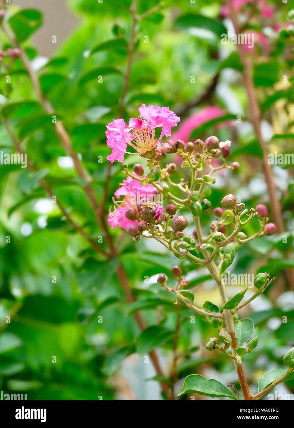 Bunch of Tropical Pink Chain of Love or Mexican Creeper Flowers Blooming on The Green Tree. Stock Photo