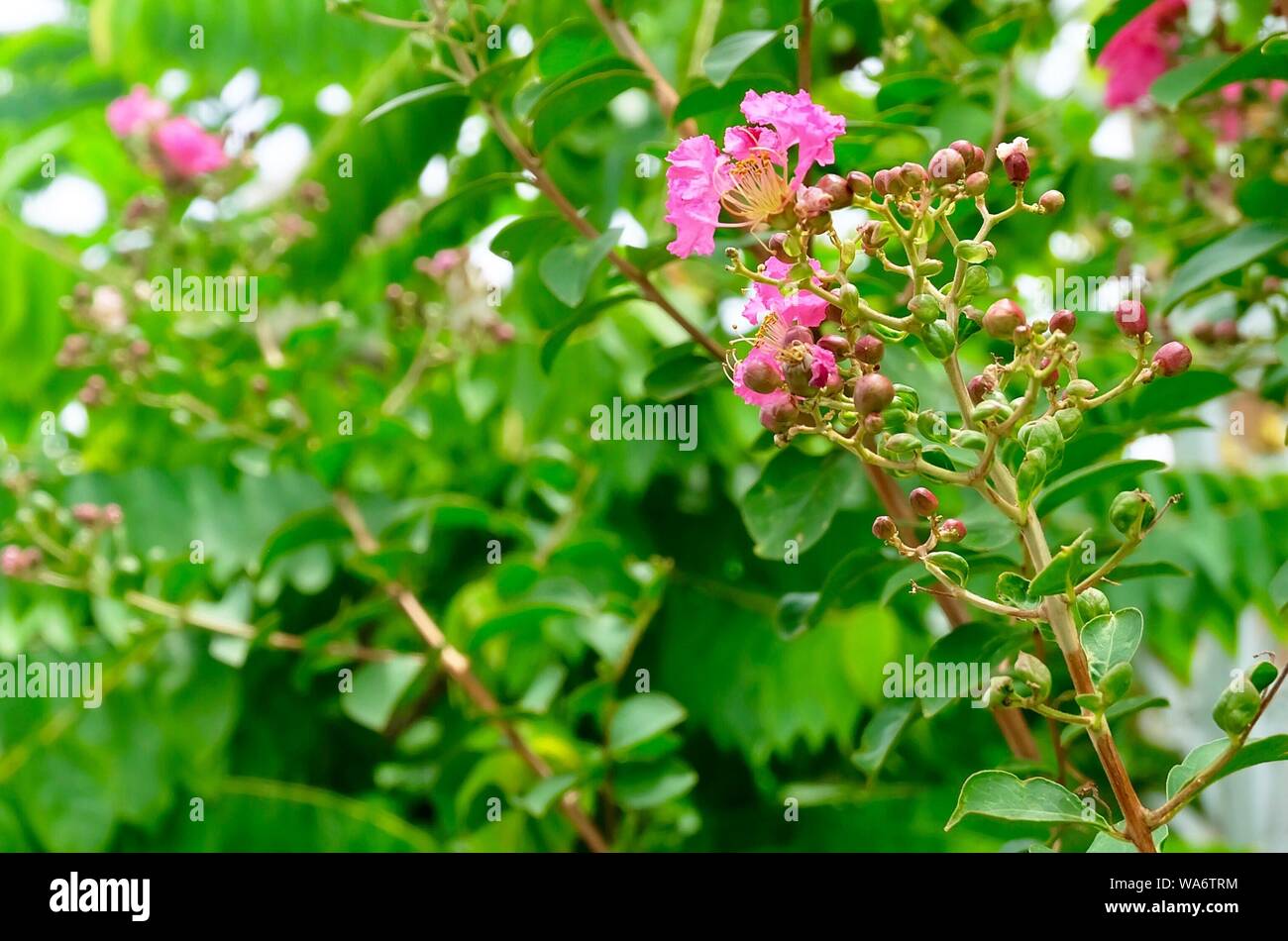 Bunch of Tropical Pink Chain of Love or Mexican Creeper Flowers Blooming on The Green Tree. Stock Photo