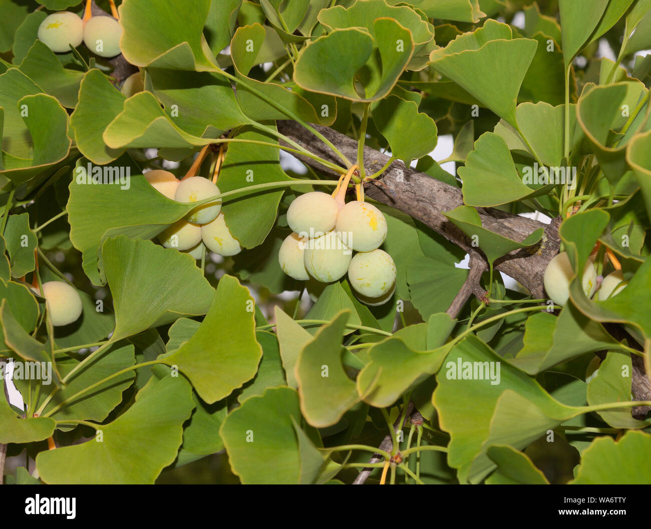 Ginkgo biloba, known as ginkgo or gingko also known as the maidenhair