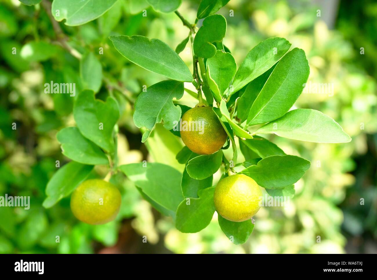 Fresh Ripe Kumquats, Cumquats, Citrus Japonica Thunb or Small Oranges on Tree Branch. The Tiny Fruit of The Citrus Species. Stock Photo