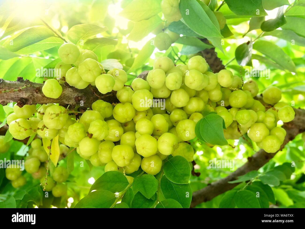 Bunch of Fresh Star Gooseberries With Stem and Green Leaves Hanging on Tree Branch. Stock Photo
