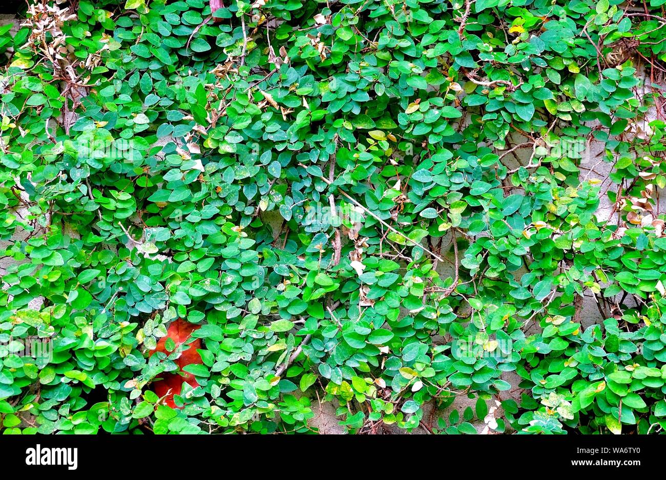 Ecological Concept, Ficus Pumila or Creeping Fig Climbing on The Wall for Garden Decoration. Stock Photo