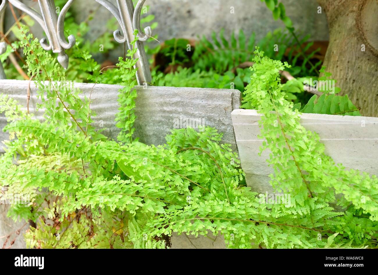 Green Bush of Tassle Ferns Grow on Flower Pot for Garden Decoration. Stock Photo