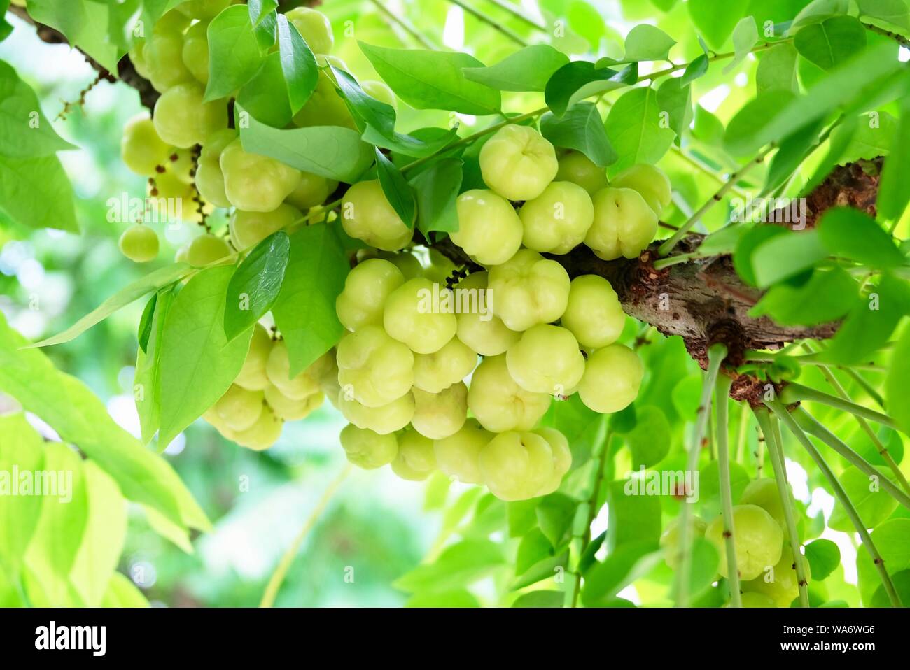 Bunch of Fresh Star Gooseberries With Stem and Green Leaves Hanging on Tree Branch. Stock Photo
